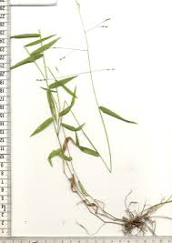 Image result for Panicum aequinerve