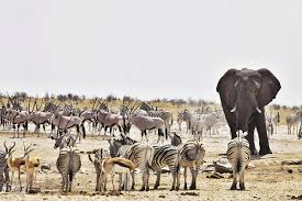 Before human intervention, etosha national. Etosha National Park Namibia S Greatest Wildlife Sanctuary Jewel Of Africa