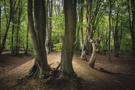 · works must be listed in alphabetical order of authors' surnames. The Understory Emergence Magazine