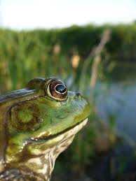 Pin Di Ely Su The Quiet Pond Anfibi Animali Rana