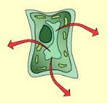 An animal cell placed in a hypertonic solution will swell and perhaps burst. What Will Be Observed When A Plant Or Animal Cell Is Put In A Hypertonic Solution