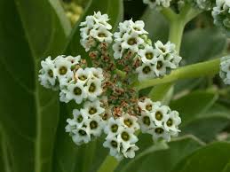 Image result for Heliotropium ciliatum