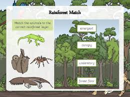 The Rainforest The Rainforest Is Made Up Of