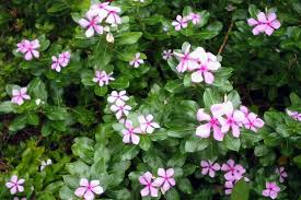 Image result for Catharanthus