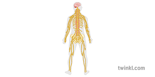 The nervous system is made up on. Nervous System Diagram Science Human Body Secondary Illustration Twinkl
