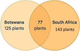 Image result for Erythrococca trichogyne