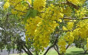 Image result for Cassia thyrsoidea