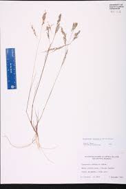 Image result for Eragrostis gangetica
