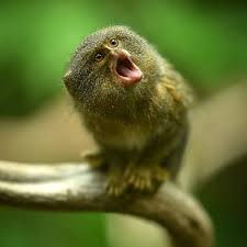 A monkey cage should include a nesting box shopping for a pet monkey: Monkey Mania World S Smallest Monkey Cgtn