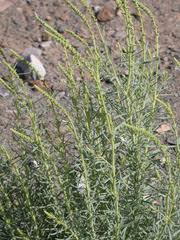 Image result for Lophiocarpus polystachyus