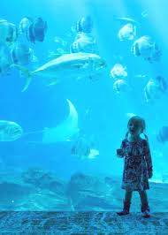 Pin By Fonda Boulanger On Travel In 2020 Georgia Aquarium Expedia Travel Aquarium Pictures