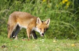 Fuchs Im Garten Am Helllichten Tag Was Tun 100 Neu Outdoorando