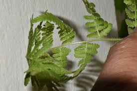 Image result for Dennstaedtiaceae