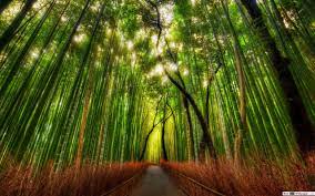 Pokok buluh ada banyak kegunaan. Pokok Buluh Dan Hutan Muat Turun Kertas Dinding Hd