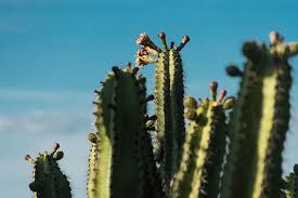 It mounds and uprightly climbs with branches that resemble vines, reaching about 5 ft. Hd Wallpaper Cacti Plant Cactus Flower Sky Thorn Blue Sky Desert Warm Wallpaper Flare