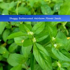 Image result for Spermacoce kirkii