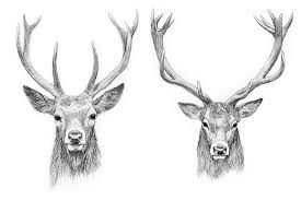 Pratts Brewery Beer Label On Behance Deer Tattoo Designs Deer Tattoo Stag Tattoo