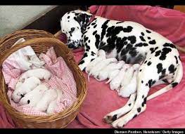 Originating as a hunting dog, it was also used as a carriage dog in its early days. Photos 16 Dalmatian Puppies Born In Bizarrely Enormous Litter Dalmatian Puppy Dalmation Puppy Dalmatian