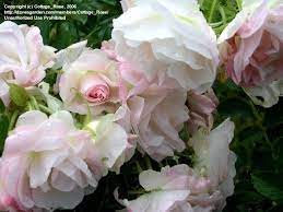 The flowers smell lightly of baby powder, and the new lime green foliage smells like. Roses Prettiest Rugosa Ever New Pics 1 By Cottage Rose