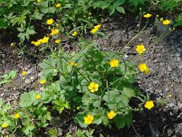 Image result for Ranunculus stagnalis