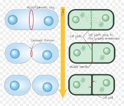 We did not find results for: Cytokinesis Drawing Plant Cell Animal Cytokinesis Hd Png Download Vhv