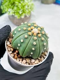 Image result for Thesium asterias