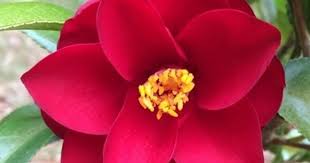 Red Hots Camellia Plant Beautiful Flowers Plants
