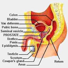 Here is some information about the most important internal organs of the human body, beginning with the head, and continuing downward. Male Reproductive System Organs Functions And Problems New Kids Center
