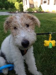 Fluffy Face Bilbo Wire Fox Terrier Fox Terrier Pet Fox Fox Dog