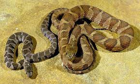 Kentucky Snake Identification Site Rat Snake Snake Kentucky