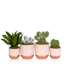 In this free webinar, we will cover the right picturising skills required to simplify geometry problems. Bunny Ear Cactus Little Botanical