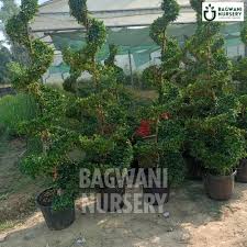 Image result for Malpighia