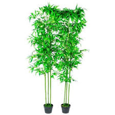 Altre interessanti piante da appartamento, alcune delle vere sorprese, sono: Vidaxl Piante Ornamentali Da Interno Set Di 2 Bambu 190 Cm Eprice