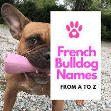 We've rounded up the most popular french bulldog names of the year to help you decide. Female French Bulldog Names Frenchie Menchie