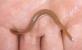 Image result for Vandellia