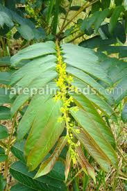 Image result for Phyllanthus beillei