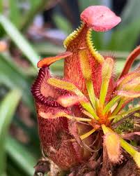 Image result for Polystachya villosa