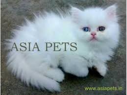 Depending on the breeder, type, and heritage. Persian Kitten For Sale In Delhi Persian Cat Price In Delhi Persian Kittens Persian Cats For Sale Persian Kittens For Sale