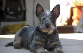 We did not find results for: Australian Cattle Dog Club Of America Australian Cattle Dog Club Of America