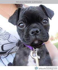 29 Bugg The Best Boston Terrierpug Ideas Boston Terrier Pug Boston Terrier Terrier