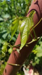 Image result for Dioscorea hirtiflora