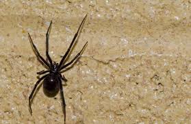 Find the newest spider burn house meme. California Man Accidentally Sets House On Fire After Trying To Kill Black Widow Spiders With Blowtorch Complex