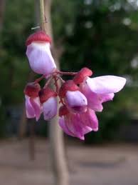 Image result for Millettia makondensis