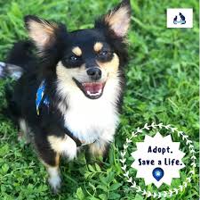 Maybe you would like to learn more about one of these? Mo4paws Dog Cooper Animals Animal Companions Animal Rescue