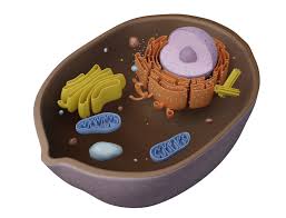 We did not find results for: 3d Model Animal Cell Vr Ar Low Poly Cgtrader
