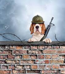 beagle gaurding