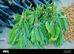 Image result for Dolichos sericeus