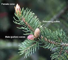 It is widespread throughout the cities and. Picea Abies Landscape Plants Oregon State University