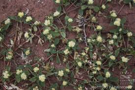 Image result for Gomphrena martiana