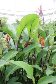 You might wonder whether the flowers your recipient receives look anything like the flowers. Canna Indica Wikipedia
